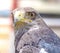 Falconry eagle color