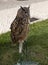 Falconry Eagle-Owl