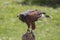 Falconry. Harris hawk bird of prey on display