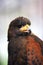 Falconry. Harris hawk Parabuteo unicinctus bird of prey