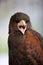 Falconry. Harris hawk Parabuteo unicinctus bird of prey