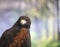 Falconry. Harris hawk Parabuteo unicinctus bird of prey