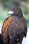 Falconry. Harris hawk Parabuteo unicinctus bird of prey