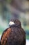 Falconry. Harris hawk Parabuteo unicinctus bird of prey