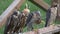 Falconry Hood Falcons