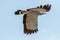 Falconry and ornithology. African harrier-hawk bird of prey isol