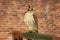 Falconry predatory bird hooded hawk