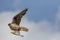 Falconry. Saker falcon bird of prey flying at speed.