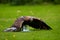 Falconry training for airfield protection against drones. Golden eagle, Aquila chrysaetos against white drone quadcopter.