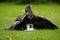 Falconry training for airfield protection against drones. Golden eagle, Aquila chrysaetos against white drone quadcopter. Drone