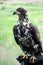 Falconry and young bald eagle