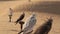 Falcons in desert, Dubai