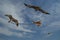 Falcons fly against the blue sky