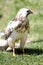 Falcons, are a genus from the family of the falcon-type