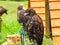 Falcons perched near its wooden house. Falconry