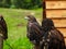 Falcons perched near its wooden house. Falconry