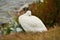 Falkland Island Kelp Goose white male