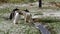 Falkland Islands, Gentoo Penguin