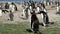 Falkland Islands, Gentoo Penguin colony