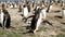 Falkland Islands, Gentoo Penguin colony