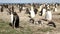 Falkland Islands, Gentoo Penguin colony