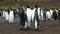 Falkland Islands, large colony of King Penguins