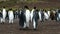 Falkland Islands, large colony of King Penguins