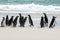 Falkland Islands - Magellanic Penguins On The Beach