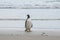 Falkland Islands - Proud To Be A Gentoo Penguin