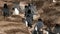 Falkland Islands, Rockhopper Penguins running uphill