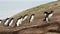 Falkland Islands, Rockhopper Penguins running uphill