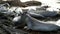 Falkland Islands, Southern Elephant Seal