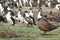 Falkland Skua