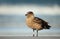 Falkland skua standing on a sandy coast