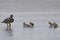 Falkland Steamer Duck and brood in the Falkland Island