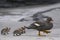 Falkland Steamer Duck and brood in the Falkland Island