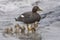 Falkland Steamer duck and brood in the Falkland Islands