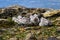 Falkland Steamer Duck chicks at waterâ€™s edge with trash and pollution, seaweed, and muscles, Falkland Islands