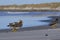 Falkland Steamer Duck in the Falkland Islands