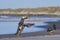 Falkland Steamer Duck in the Falkland Islands