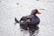 Falkland steamer duck in the harbor