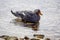 Falkland steamer duck in the harbor