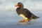 Falkland Steamer Duck, Tachyeres brachypterus, bird in the water with waves. Bird in the nature sea habitat. Bird walking in the