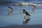 Falkland Steamer Ducks on the beach