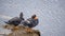 Falkland steamer ducks on a rock