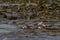 Falkland Steamer Ducks on Sea Lion Island