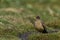 Falkland Thrush bathing in the Falkland Islands