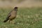 Falkland Thrush bathing in the Falkland Islands