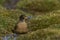 Falkland Thrush bathing in the Falkland Islands