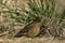 Falkland Thrush in the Falkland Islands